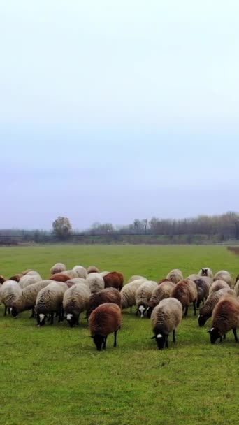 Owce Pasą Się Późną Jesienią Stado Owiec Polu Grupa Wełnianych — Wideo stockowe