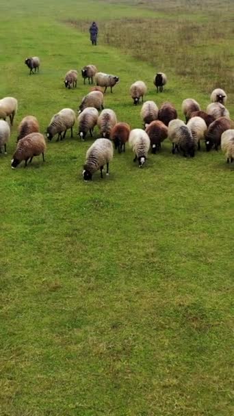 Stádo Ovcí Chodí Pastvinách Krásné Hnědé Bílé Ovce Pasoucí Poli — Stock video