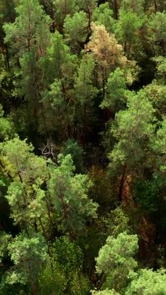 Фон Зелених Дерев Прекрасний Літній Ліс Літає Над Високими Сосновими — стокове відео
