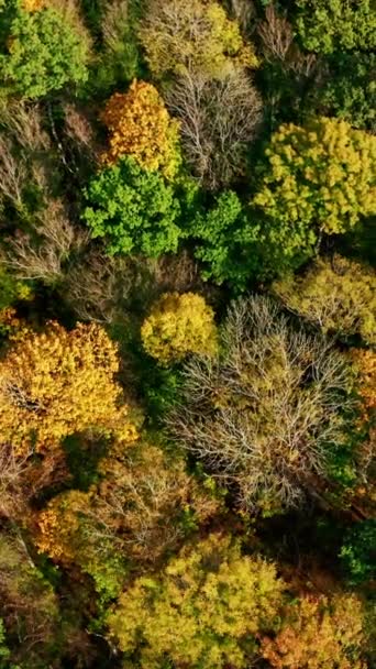 Осенние Деревья Сверху Красочный Фон Осеннего Дерева Солнечном Свете Красивый — стоковое видео