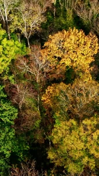 Naturalne Tło Jasne Kolory Drzew Las Liściasty Jesienią Kolorowe Górne — Wideo stockowe