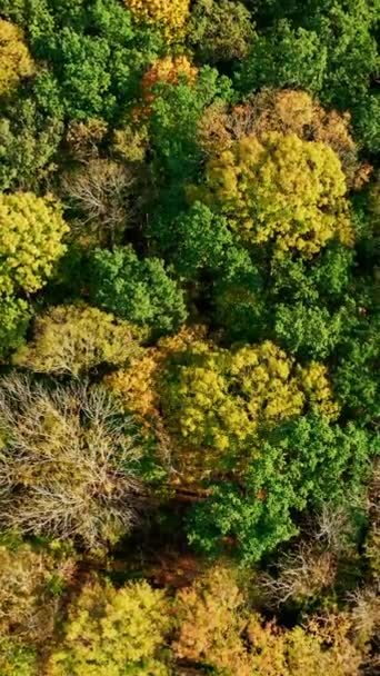 Удивительные Пейзажи Осенью Прекрасный Лес Осенью Вид Сверху Красочные Деревья — стоковое видео