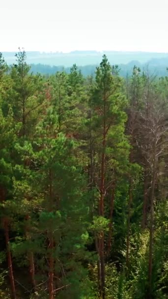 Сосни Прекрасна Природа Лісу Зелені Хвойні Дерева Світлий День Прекрасна — стокове відео