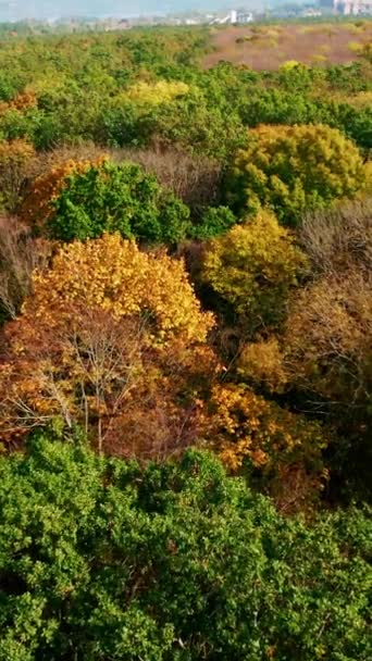 Paesaggio Autunno Sorvolando Gli Alberi Colorati Del Bosco Bellissima Natura — Video Stock