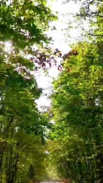 Les Jasném Slunečním Světle Zelené Stromy Obou Stran Silnice Lese — Stock video