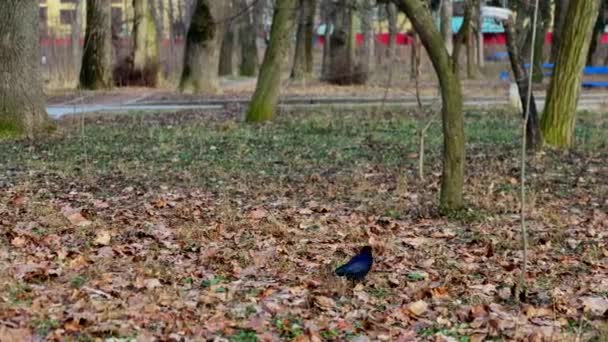 Coal Black Raven Walking Carpet Brown Leaves Ground Crow Bird — Stock Video