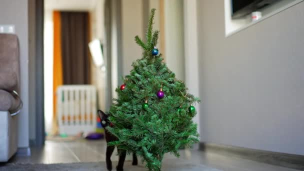 Zwarte Geeloog Huiskat Komt Naar Een Kerstboom Het Huisdier Ergens — Stockvideo