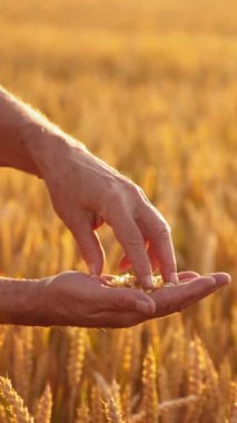 İnsanın elinde buğday taneleri. Çiftçi olgunlaşmış buğday tanelerini elinde tutuyor ve altın dikenli dikenlerin arka planında onlara bakıyor. Dikey video