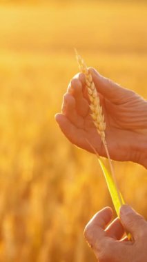 Ellerinde olgun bir buğday sapı var. Çiftçinin yaşlı elleri gün batımında altın tarlada yetişmiş sarı buğday dikenlerine dokunuyor. Tarım. Dikey video