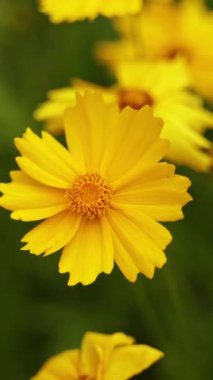 Sarı çiçekli arka plan. Parlak bir yaz gününde rüzgarda sallanan güzel bitkiler. Yakın plan. Dikey video