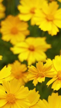 Güzel yabani çiçekler. Sarı bitkiler yaz mevsiminde doğada büyür ve çiçek açar. Sarı çiçeklerin arka planı. Yakın plan. Üst Manzara. Dikey video