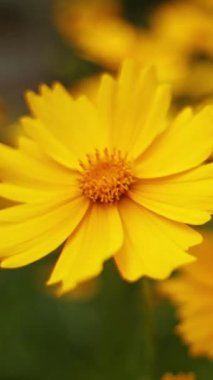 Sarı çiçekli arka plan. Yaban çiçekleri yazın rüzgarla savruluyor. Vahşi yaşamın güzel çiçekleri. Yakın plan. Dikey video