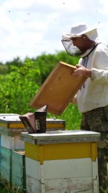 Apiarist arıları inceliyor. Beekeper arı kovanında çalışıyor. Güzel bir doğa geçmişi var. Yeşil çimlerde sıralanmış arı kovanları. Arılar bal topluyor. Dikey video