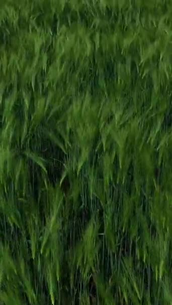 Зеленые Шипы Раскачивающиеся Ветру Весной Поле Растут Свежие Растения Полет — стоковое видео