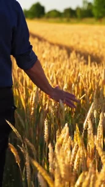 Landbouwers Landbouwgrond Achteraanzicht Van Een Man Die Langs Rijpe Tarwevelden — Stockvideo
