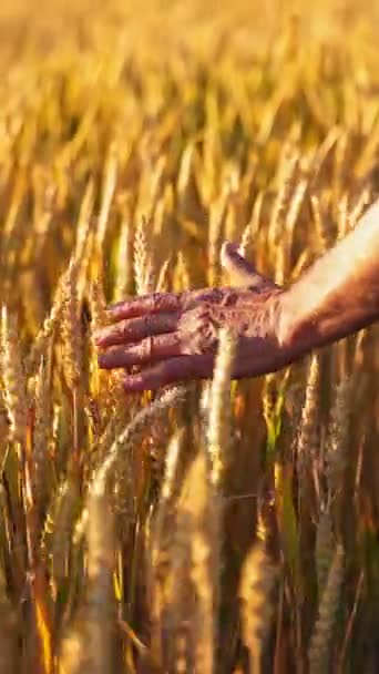 Фермер Ходит Пшеничному Полю Человек Пропускает Руку Сквозь Спелые Шипы — стоковое видео