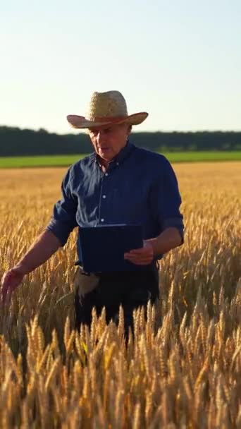 Αγρότης Χωράφι Σιτάρι Ηλικιωμένος Άνθρωπος Στο Καπέλο Ένα Φάκελο Που — Αρχείο Βίντεο