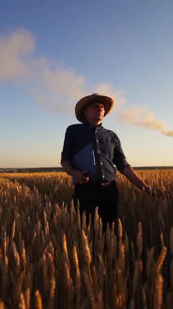 屋外で小麦をテストする農民 田園を歩くフォルダを持つ農業主義者と 田園部の農業植物の成長を見ています バーティカルビデオ — ストック動画