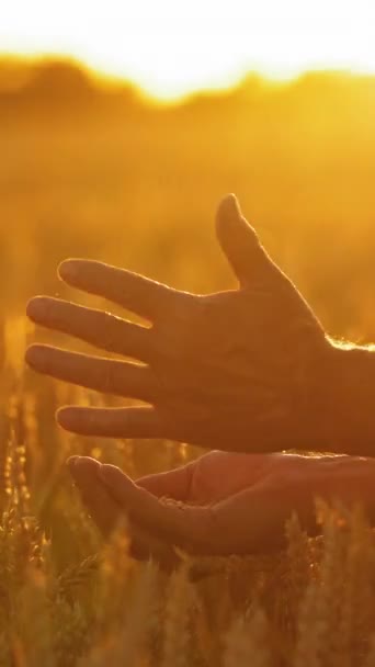 Dojrzałe Ziarna Rękach Człowieka Przeciwko Zachodzącemu Słońcu Jasne Pomarańczowe Światło — Wideo stockowe
