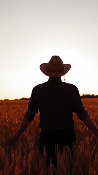 Mannelijke Boer Het Veld Bij Zonsondergang Achteraanzicht Van Een Man — Stockvideo
