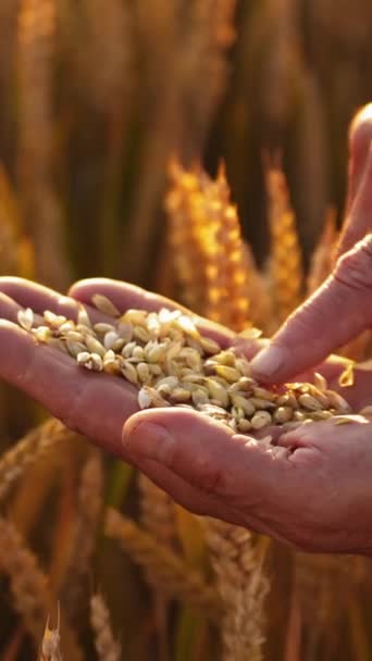 Руки Фермера Зерном Желтом Поле Агроном Наблюдает Спелые Зерна Пшеницы — стоковое видео