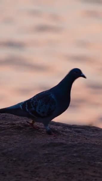 Pigeon Evening Water Hungry Bird Dove Walking Stone Shore Trying — Stock Video