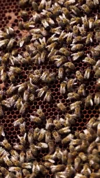 Honeycomb Busy Bees Bare Hand Hold Frame Bees Making Honey — Stock Video