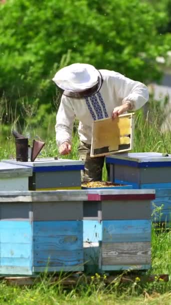 ハチミツ付近のアポカリズム 夏の養蜂場でミツバチを検査するプロの養蜂家 自然の中でミツバチ農場で働いています バーティカルビデオ — ストック動画