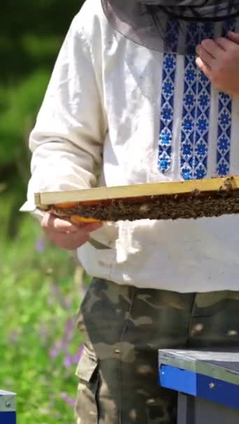 ビーハイブに近いペスト ミツバチは人間の手の中にある 養蜂家は 緑の自然の背景にあるハイブの近くで蜂を検査する ブラック チンパンジー ハイブに バーティカルビデオ — ストック動画