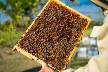 Arıcı elinde arı kovanının peteğini tutuyor.