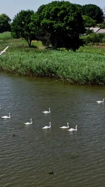 水上にいるスワンの群れ 田舎の川に浮かぶ多くの白鳥 夏には野生のスワンが湖で泳いでいる 美しい自然 バーティカルビデオ — ストック動画