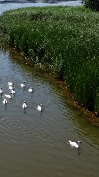 白人スワンのグループ 美しい若いスワンが夏に川で泳いでいる 鳥が水に浮かんでいる 上からの眺め バーティカルビデオ — ストック動画
