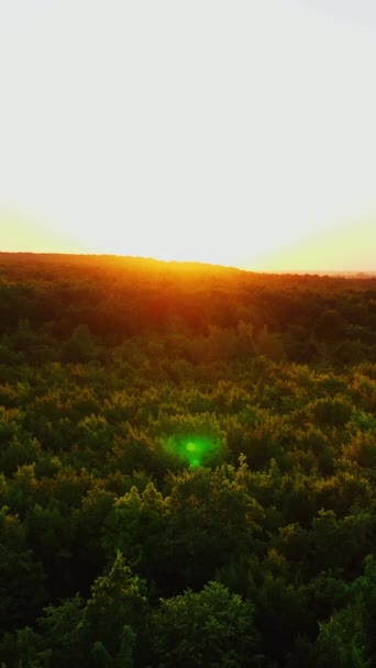 Prachtige Zonsopkomst Zonsondergang Boven Bos Luchtfoto Die Hoge Bomen Vliegen — Stockvideo
