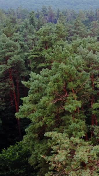 Bosque Con Pinos Fondo Forestal Árboles Coníferas Ambiente Tranquilo Bosque — Vídeos de Stock