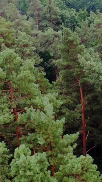 Çam Ağaçlarının Tepeleri Yazın Ormanın Güzel Doğası Yeşil Ağaçların Üzerinden — Stok video