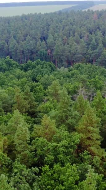 Woodland Campo Árvores Manhã Cenário Natureza Verde Paisagem Fresca Floresta — Vídeo de Stock
