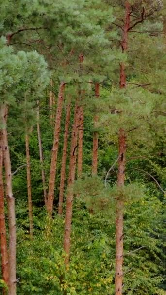 森の中にある松の木 ドノンからの高い木のパノラマ 木材に関する空中映像 グリーン自然コンセプト バーティカルビデオ — ストック動画