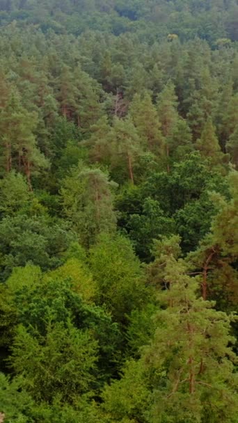 Летний Вид Лес Облаками Текстура Зеленого Дерева Вид Сверху Видео — стоковое видео