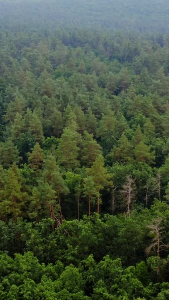 Вид Зверху Лісове Дерево Екосистема Концепція Здорового Довкілля Текстура Зеленого — стокове відео