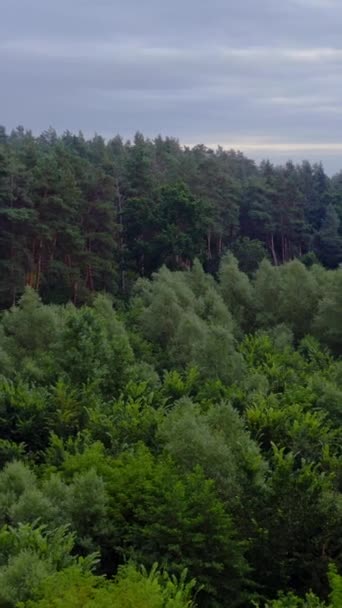 Belle forêt. Voler au-dessus des cimes des arbres mixtes en été. Fond vert de la nature. Atmosphère tranquille dans les bois. Vue aérienne. Vidéo verticale