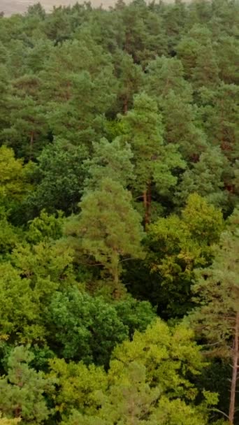 Зелена Лісова Земля Політ Над Деревами Лісі Дивовижний Фон Природи — стокове відео