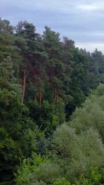 绿色天然背景 夏天飞越一片美丽的绿色森林 有不同大小的混合树的林地 空中风景 垂直录像 — 图库视频影像