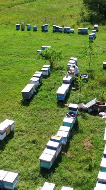 自然界におけるハチミツの数 夏の緑の草の上に木製の巣 カメラの近くを飛んでいるミツバチ 養蜂家はミツバチ農場で働いている 空からの眺め バーティカルビデオ — ストック動画