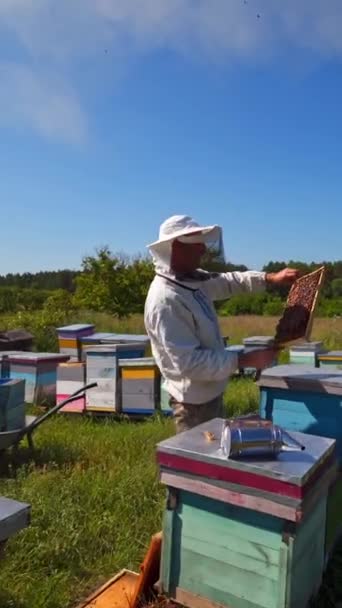 农村的苹果栽培 戴着防护帽的养蜂人看着上面挂着蜂蜜和蜜蜂的框架 村庄背景上的森林蜂窝在大自然中 垂直录像 — 图库视频影像