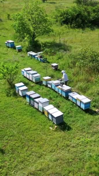 グリーンフィールドでのアピール 上からのビーフと蜂を検査する養蜂家 蜂が巣の上を飛んでいる 養蜂のコンセプト 空からの眺め バーティカルビデオ — ストック動画