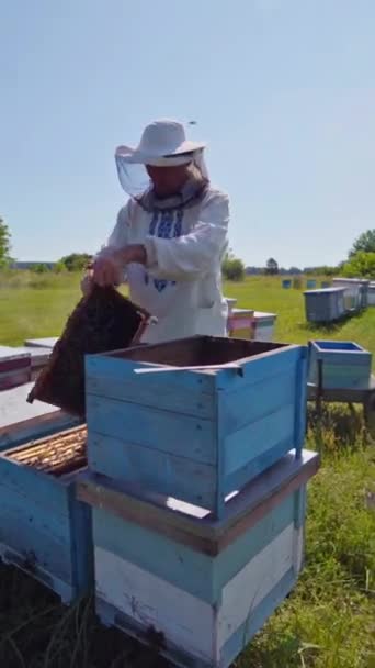 Arı Kovanları Arasında Peçeli Bir Arı Yetiştiricisi Yaz Güneşli Bir — Stok video