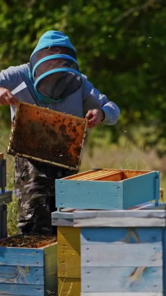 养蜂过程 戴着安全帽的蚜虫专家在蚜虫蜂窝里照料蜜蜂 蓝色和黄色的木制蜂箱 背景为绿色 垂直录像 — 图库视频影像