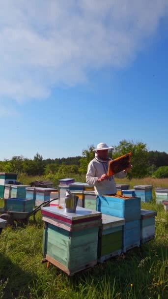 馬鹿げてる 養蜂家は木製のハチを検査する 夏の自然を背景にしたハチミツ アカリウムのフレームで保護帽子の労働者 バーティカルビデオ — ストック動画