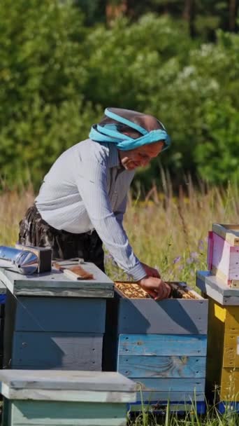 Imker Werkt Aan Bijenstal Gelukkige Bijgelovige Man Inspecteert Honingraten Frame — Stockvideo