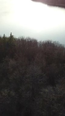 Yüksek kozalaklı ağaçları ve geniş bir nehri olan yeşil çimlerle kaplı bir arazinin yaz manzarası. Kamera ileri doğru hareket ediyor. Dikey video